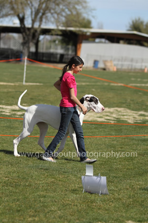 Great Dane Rally Workshop