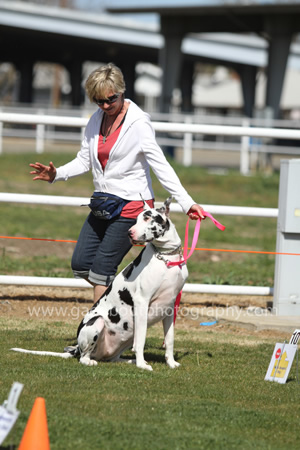 Great Dane Rally Workshop