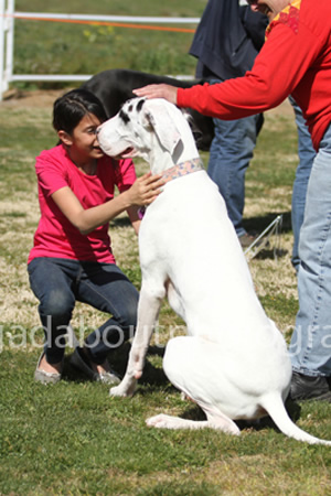 Great Dane Rally Workshop