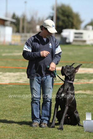 Great Dane Rally Workshop