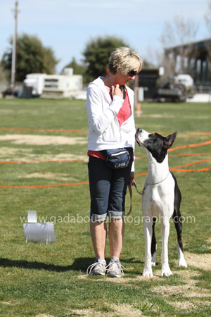 Great Dane Rally Workshop