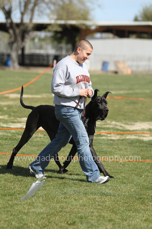 Great Dane Rally Workshop