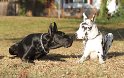 Gus and Shameera