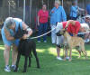 The 4-6-month puppy boys line up for the judge.