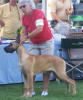 Sharon McCrary shows off the latest fawn puppy dog from Timmi Williams and Echo Great Danes.
