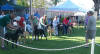 Judge Denise evaluates the lineup of 4-6-month puppy girls.